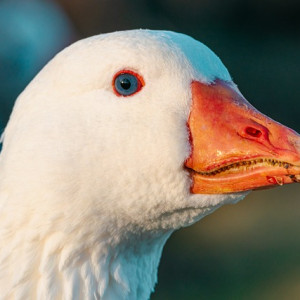 And finally… wild goose chase | Scottish Legal News