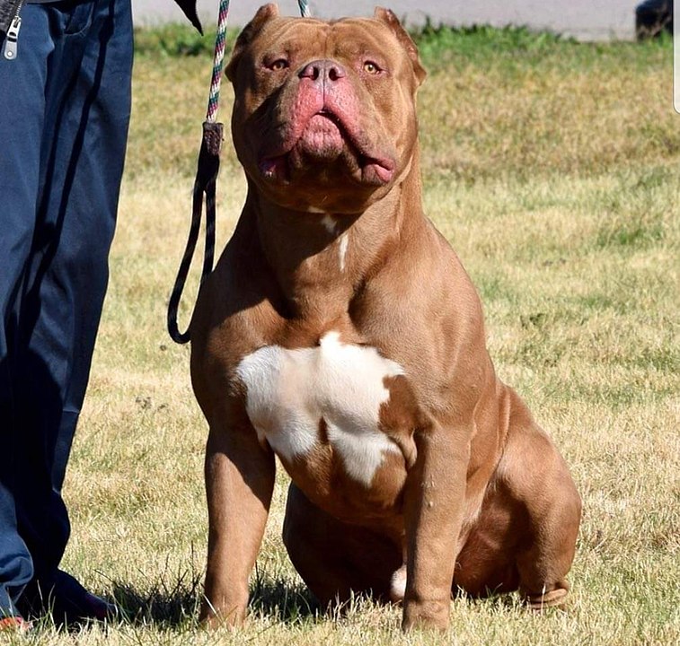 XL Bully owners reminded to apply for exemption
