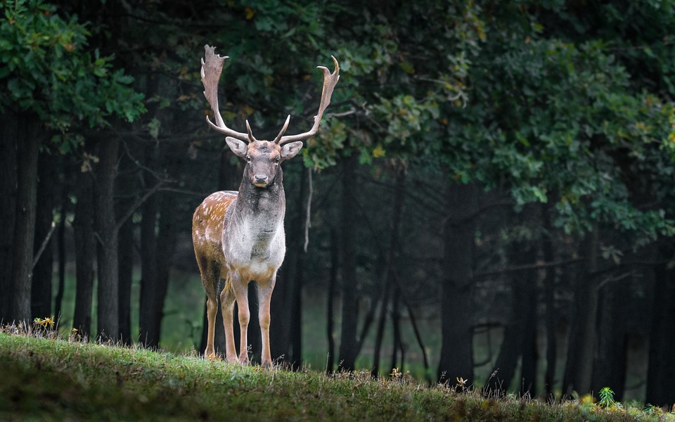New rules for deer culls