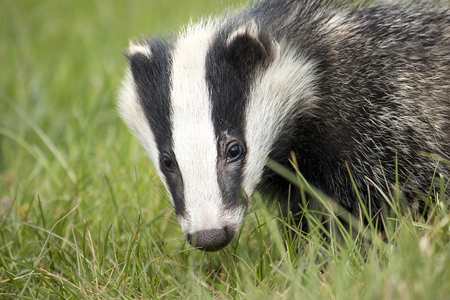Construction manager fined for damaging badger sett
