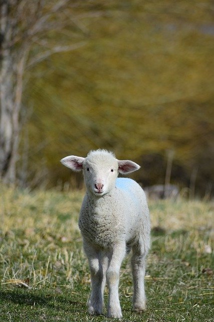 Our Legal Heritage: The lamb that strayed too far from home