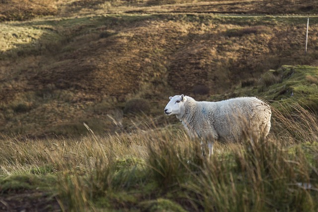 Livestock worrying bill to be debated